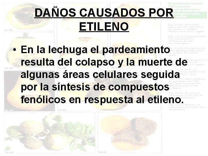 DAÑOS CAUSADOS POR ETILENO • En la lechuga el pardeamiento resulta del colapso y