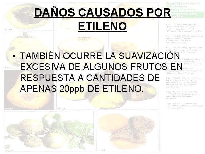 DAÑOS CAUSADOS POR ETILENO • TAMBIÉN OCURRE LA SUAVIZACIÓN EXCESIVA DE ALGUNOS FRUTOS EN