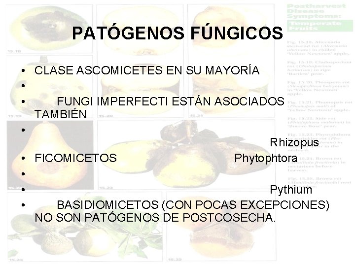 PATÓGENOS FÚNGICOS • CLASE ASCOMICETES EN SU MAYORÍA • • FUNGI IMPERFECTI ESTÁN ASOCIADOS