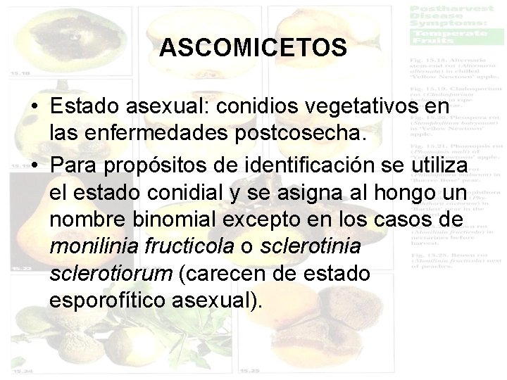 ASCOMICETOS • Estado asexual: conidios vegetativos en las enfermedades postcosecha. • Para propósitos de