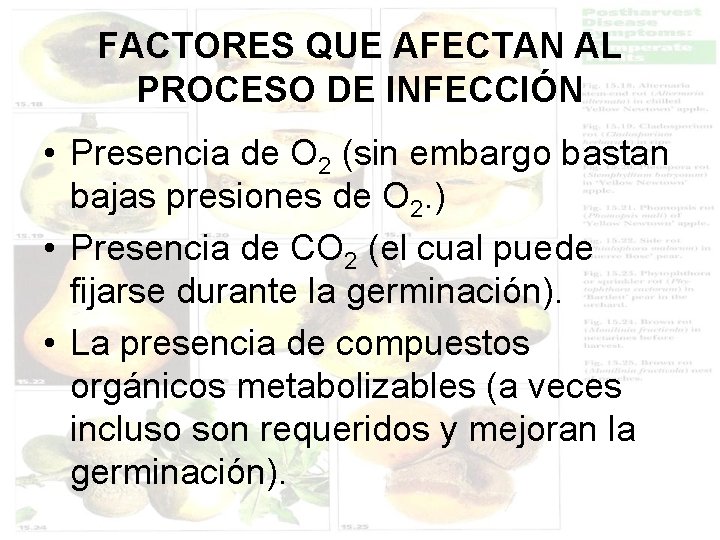 FACTORES QUE AFECTAN AL PROCESO DE INFECCIÓN • Presencia de O 2 (sin embargo