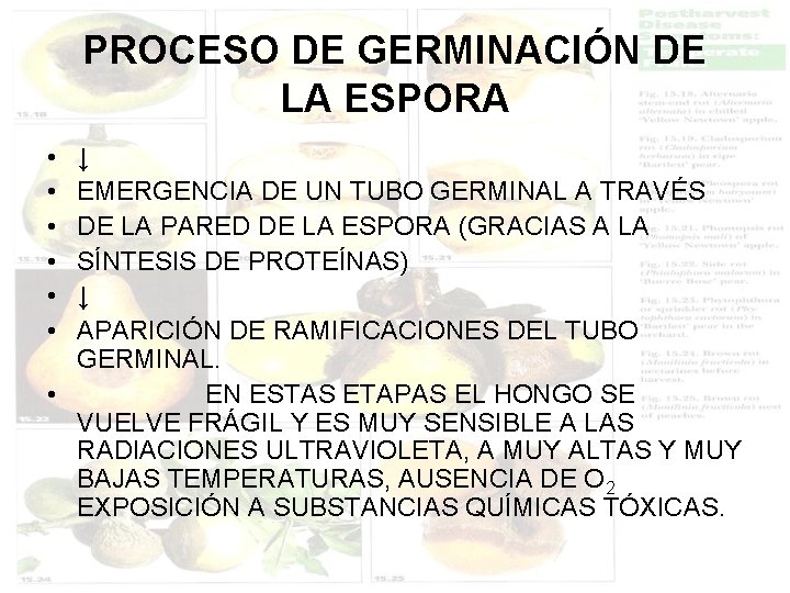 PROCESO DE GERMINACIÓN DE LA ESPORA • • • ↓ EMERGENCIA DE UN TUBO