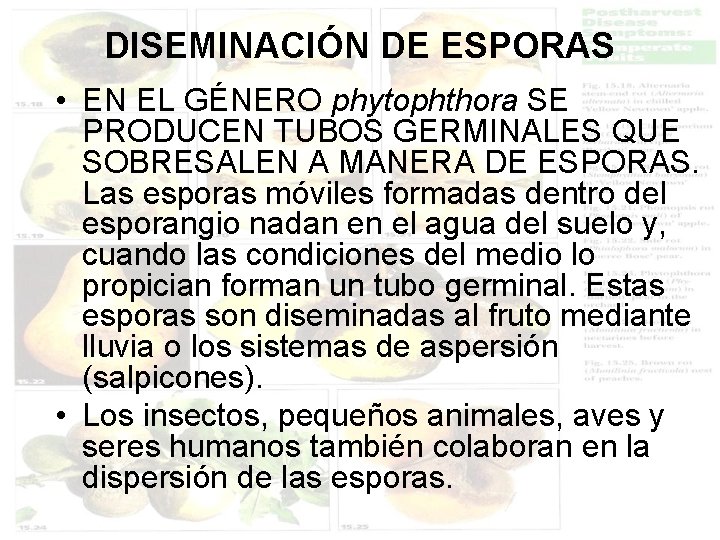 DISEMINACIÓN DE ESPORAS • EN EL GÉNERO phytophthora SE PRODUCEN TUBOS GERMINALES QUE SOBRESALEN