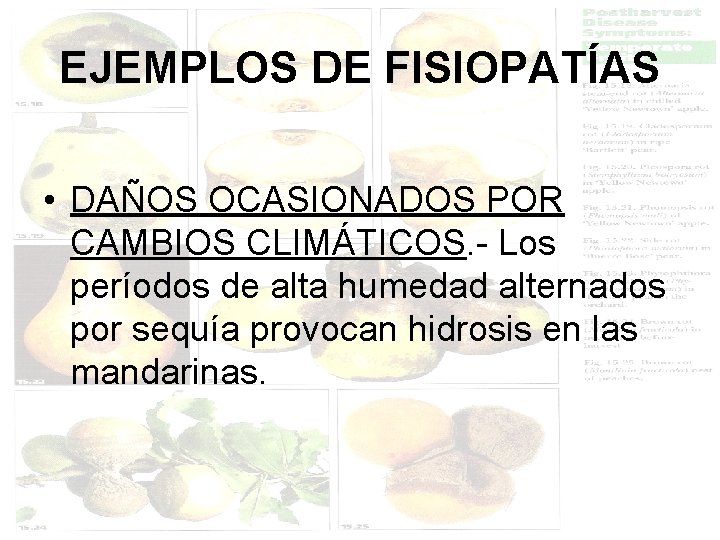 EJEMPLOS DE FISIOPATÍAS • DAÑOS OCASIONADOS POR CAMBIOS CLIMÁTICOS. - Los períodos de alta