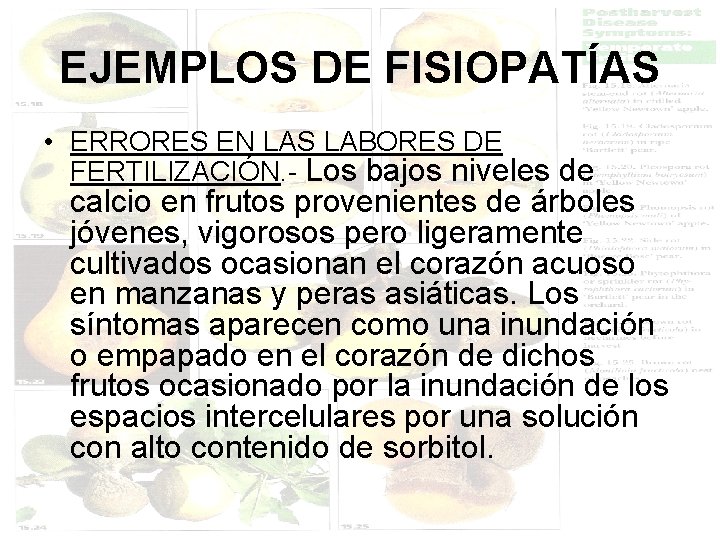 EJEMPLOS DE FISIOPATÍAS • ERRORES EN LAS LABORES DE FERTILIZACIÓN. - Los bajos niveles