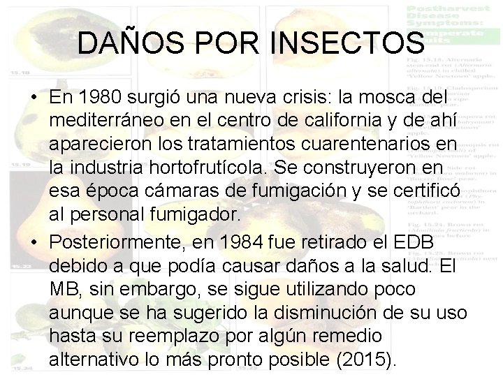 DAÑOS POR INSECTOS • En 1980 surgió una nueva crisis: la mosca del mediterráneo