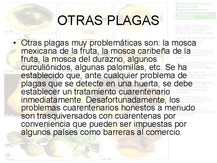 OTRAS PLAGAS • Otras plagas muy problemáticas son: la mosca mexicana de la fruta,