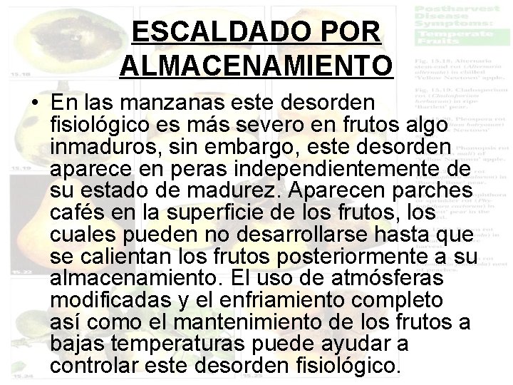 ESCALDADO POR ALMACENAMIENTO • En las manzanas este desorden fisiológico es más severo en