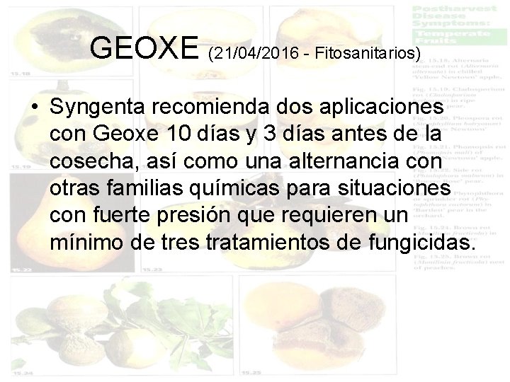 GEOXE (21/04/2016 - Fitosanitarios) • Syngenta recomienda dos aplicaciones con Geoxe 10 días y