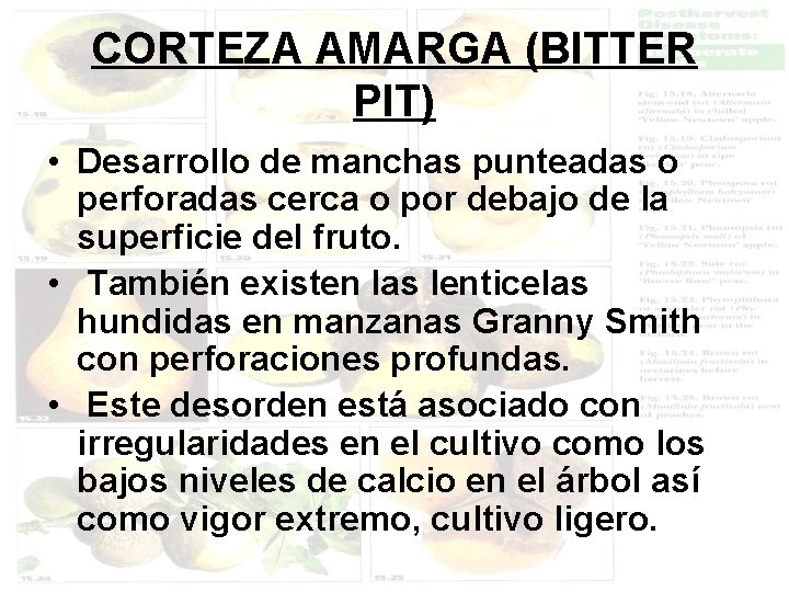 CORTEZA AMARGA (BITTER PIT) • Desarrollo de manchas punteadas o perforadas cerca o por