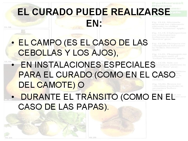 EL CURADO PUEDE REALIZARSE EN: • EL CAMPO (ES EL CASO DE LAS CEBOLLAS