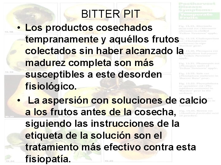 BITTER PIT • Los productos cosechados tempranamente y aquéllos frutos colectados sin haber alcanzado