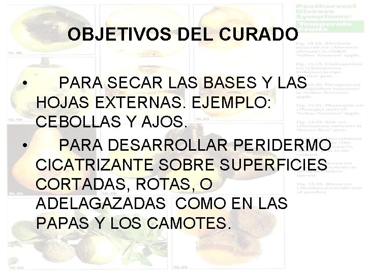 OBJETIVOS DEL CURADO • PARA SECAR LAS BASES Y LAS HOJAS EXTERNAS. EJEMPLO: CEBOLLAS