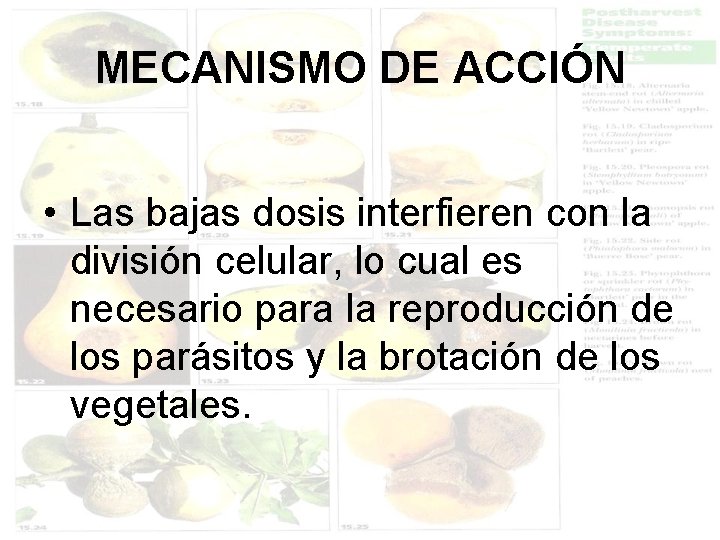 MECANISMO DE ACCIÓN • Las bajas dosis interfieren con la división celular, lo cual