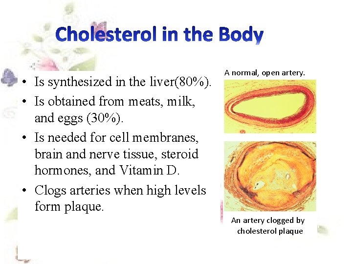  • Is synthesized in the liver(80%). • Is obtained from meats, milk, and