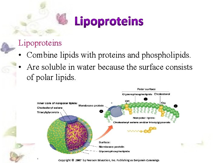 Lipoproteins • Combine lipids with proteins and phospholipids. • Are soluble in water because