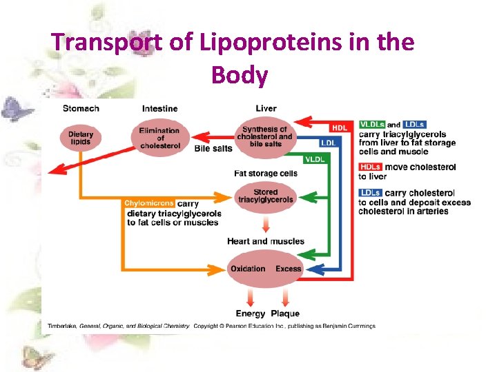 Transport of Lipoproteins in the Body 