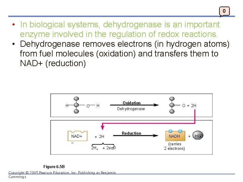 0 • In biological systems, dehydrogenase is an important enzyme involved in the regulation