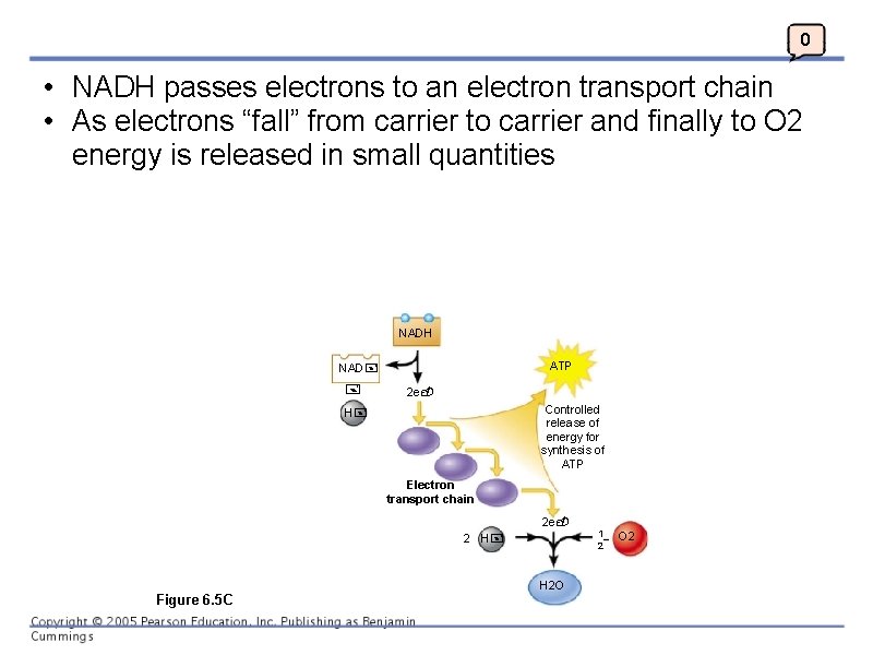 0 • NADH passes electrons to an electron transport chain • As electrons “fall”