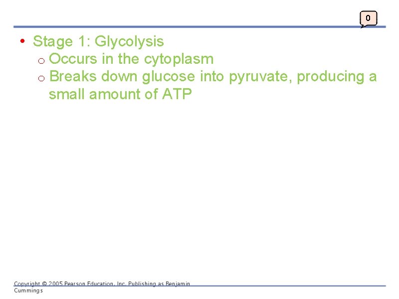 0 • Stage 1: Glycolysis o Occurs in the cytoplasm o Breaks down glucose