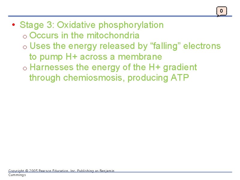 0 • Stage 3: Oxidative phosphorylation o Occurs in the mitochondria o Uses the