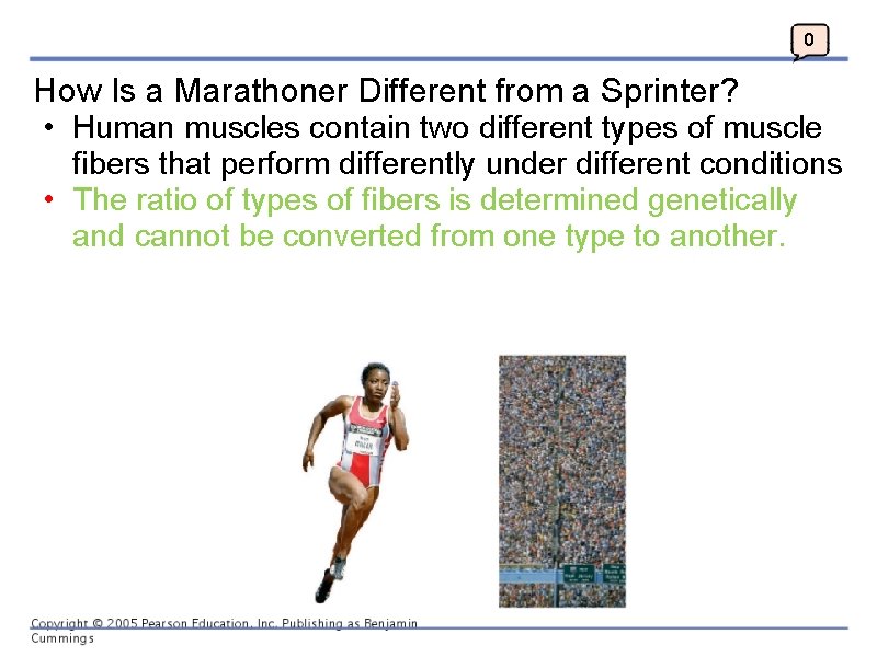 0 How Is a Marathoner Different from a Sprinter? • Human muscles contain two