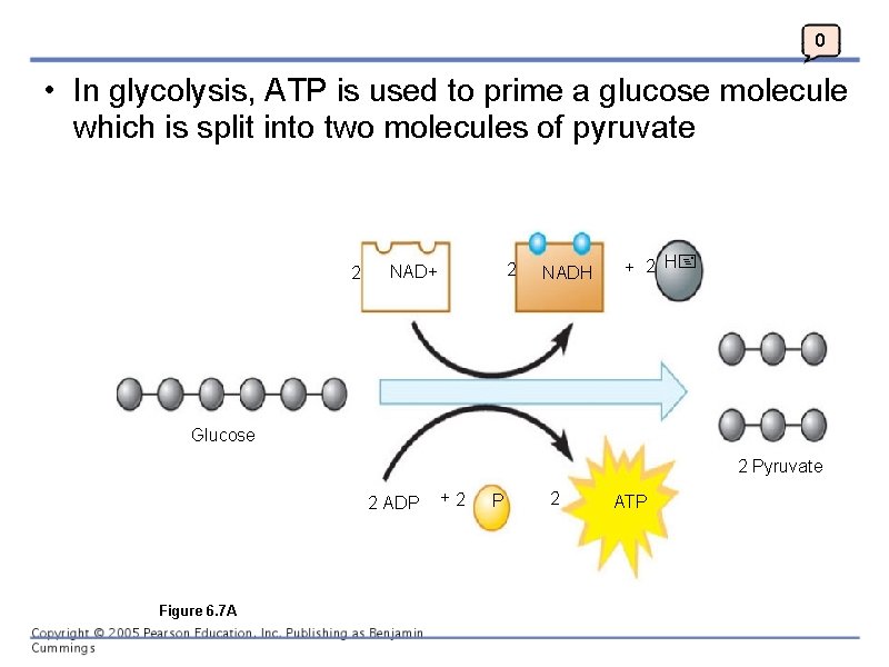 0 • In glycolysis, ATP is used to prime a glucose molecule which is
