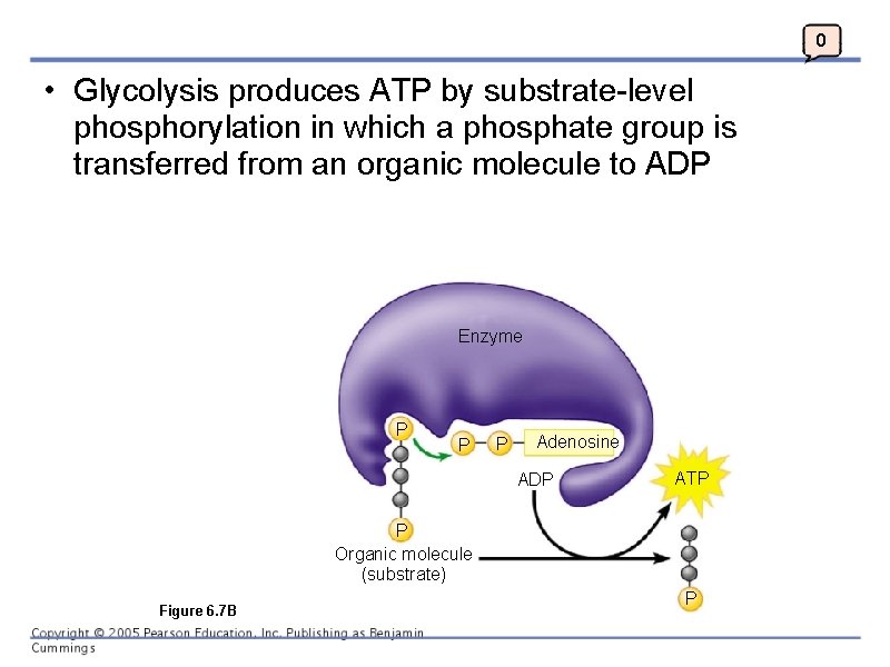 0 • Glycolysis produces ATP by substrate-level phosphorylation in which a phosphate group is