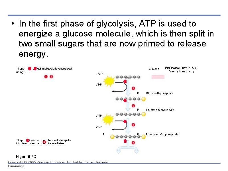  • In the first phase of glycolysis, ATP is used to energize a
