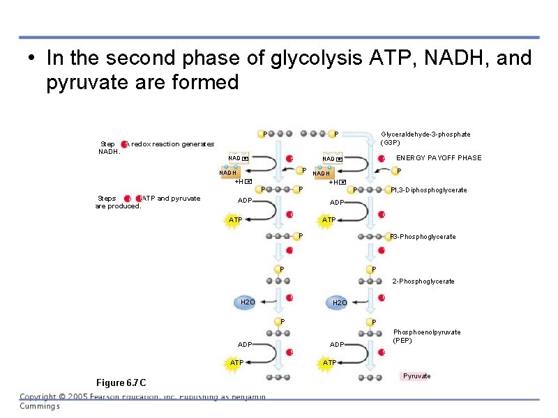  • In the second phase of glycolysis ATP, NADH, and pyruvate are formed
