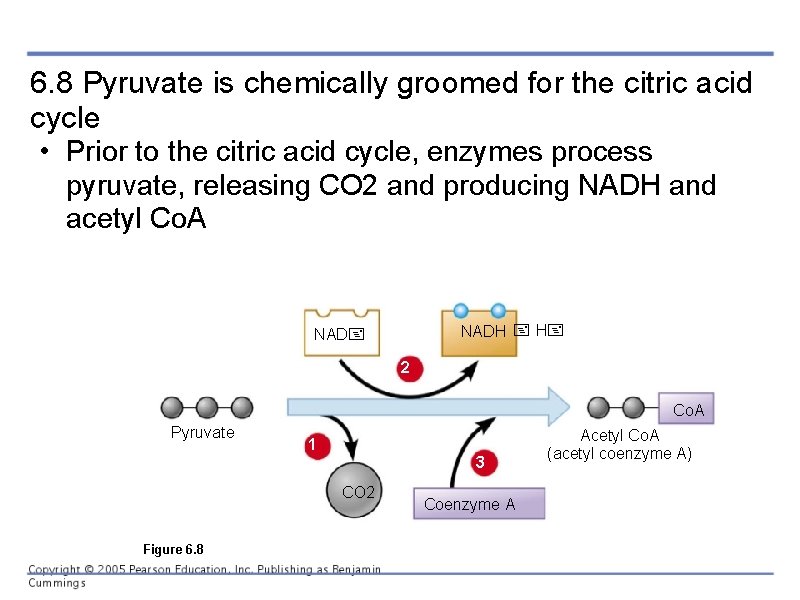 6. 8 Pyruvate is chemically groomed for the citric acid cycle • Prior to