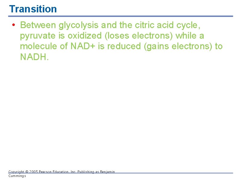 Transition • Between glycolysis and the citric acid cycle, pyruvate is oxidized (loses electrons)