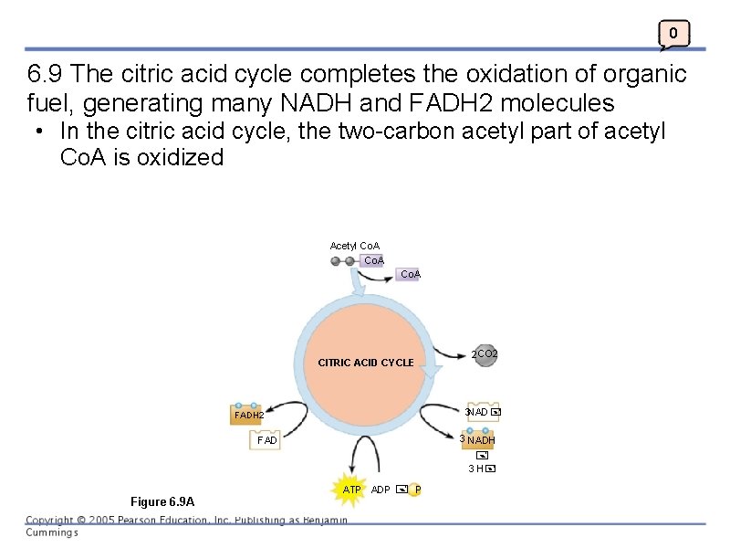 0 6. 9 The citric acid cycle completes the oxidation of organic fuel, generating