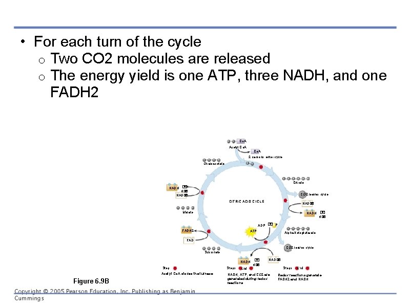  • For each turn of the cycle o Two CO 2 molecules are