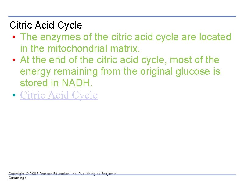 Citric Acid Cycle • The enzymes of the citric acid cycle are located in
