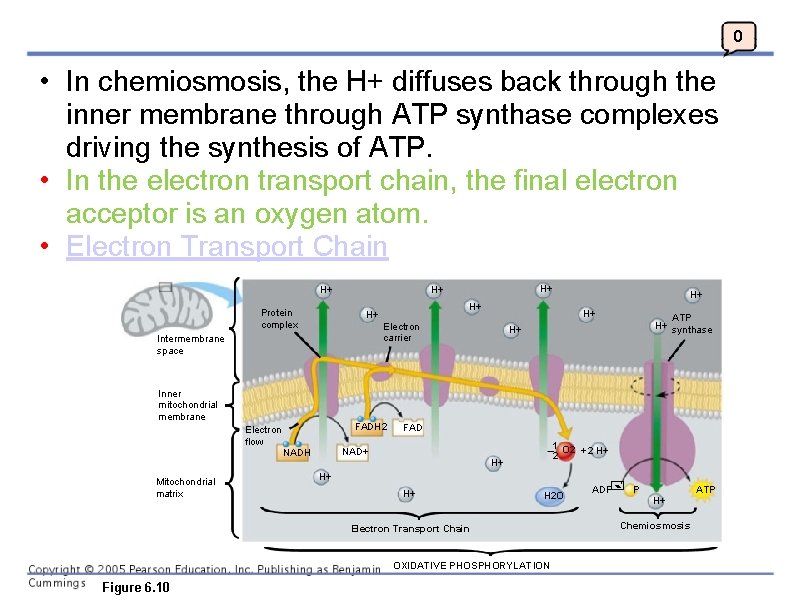 0 • In chemiosmosis, the H+ diffuses back through the inner membrane through ATP