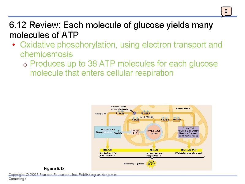 0 6. 12 Review: Each molecule of glucose yields many molecules of ATP •