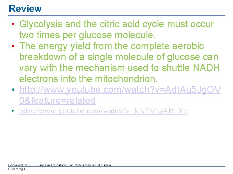 Review • Glycolysis and the citric acid cycle must occur two times per glucose