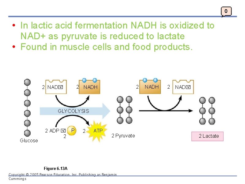 0 • In lactic acid fermentation NADH is oxidized to NAD+ as pyruvate is