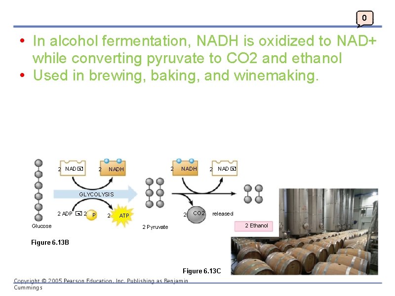 0 • In alcohol fermentation, NADH is oxidized to NAD+ while converting pyruvate to