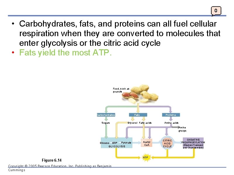 0 • Carbohydrates, fats, and proteins can all fuel cellular respiration when they are