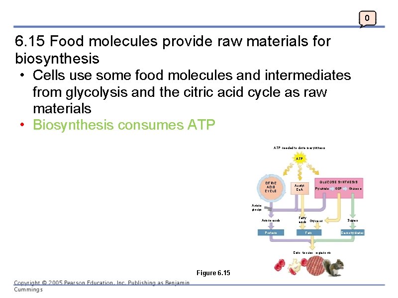 0 6. 15 Food molecules provide raw materials for biosynthesis • Cells use some