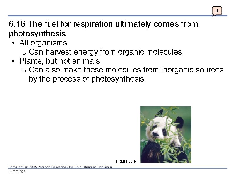 0 6. 16 The fuel for respiration ultimately comes from photosynthesis • All organisms