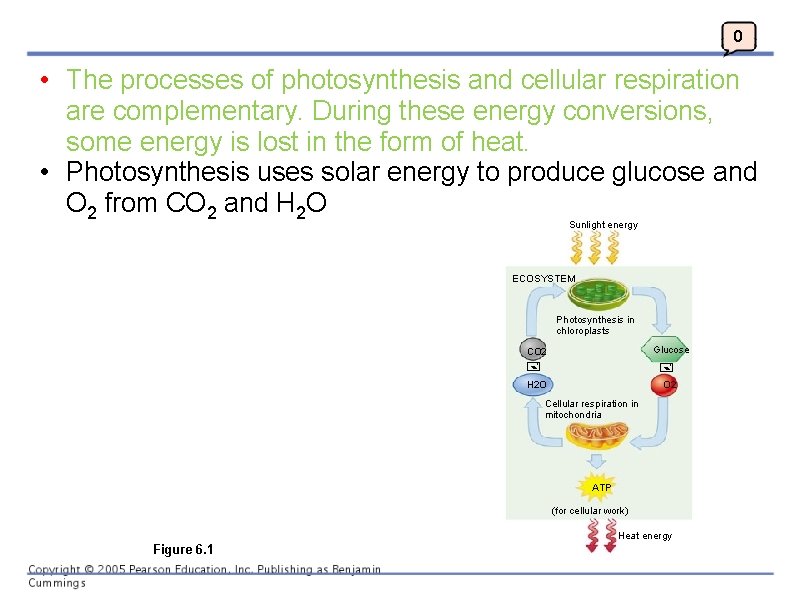 0 • The processes of photosynthesis and cellular respiration are complementary. During these energy