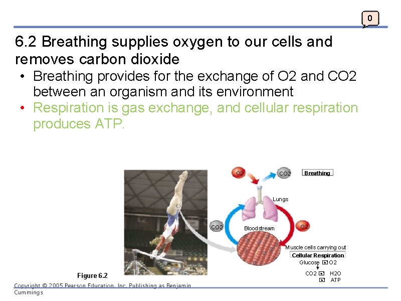 0 6. 2 Breathing supplies oxygen to our cells and removes carbon dioxide •