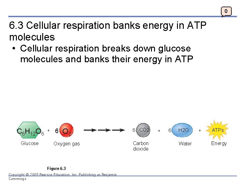 0 6. 3 Cellular respiration banks energy in ATP molecules • Cellular respiration breaks