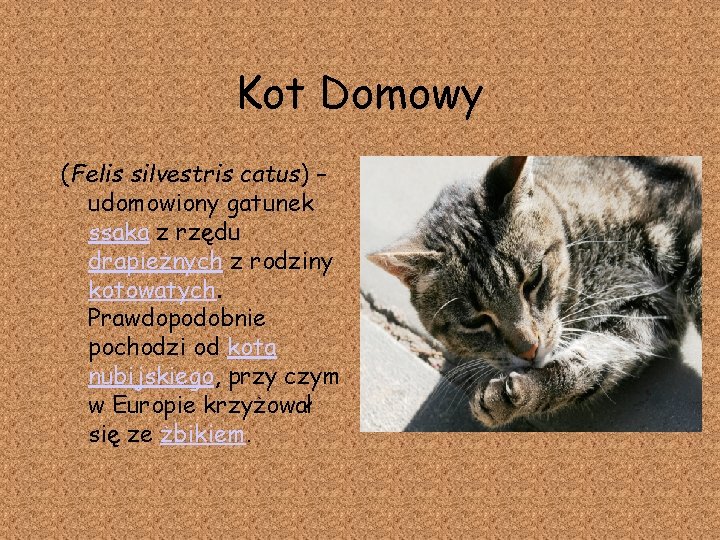 Kot Domowy (Felis silvestris catus) – udomowiony gatunek ssaka z rzędu drapieżnych z rodziny