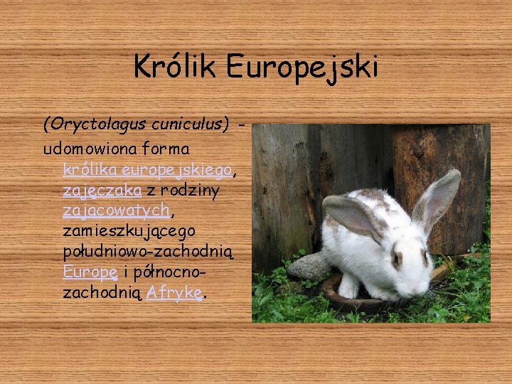 Królik Europejski (Oryctolagus cuniculus) udomowiona forma królika europejskiego, zajęczaka z rodziny zającowatych, zamieszkującego południowo-zachodnią