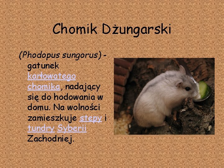 Chomik Dżungarski (Phodopus sungorus) gatunek karłowatego chomika, nadający się do hodowania w domu. Na