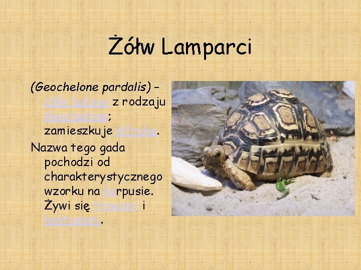 Żółw Lamparci (Geochelone pardalis) – żółw lądowy z rodzaju Geochelone; zamieszkuje Afrykę. Nazwa tego